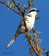 Lanius excubitor