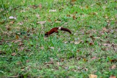 Callosciurus finlaysonii