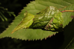 Myzus cerasi