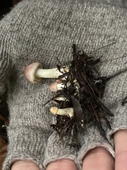 Agaricus diminutivus