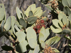 Arctostaphylos pringlei drupacea