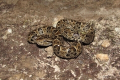 Bothrops neuwiedi