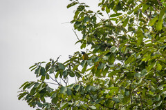 Rubigula flaviventris