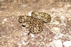 Bothrops neuwiedi