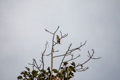 Psilopogon haemacephalus