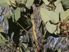 Arctostaphylos pringlei drupacea