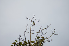 Psilopogon haemacephalus