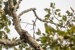 Pericrocotus divaricatus