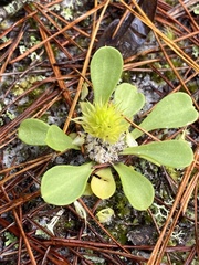 Polygala nana