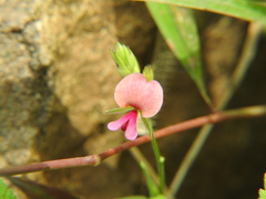 Alysicarpus vaginalis