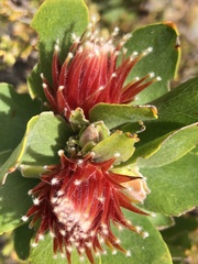 Leucospermum oleifolium