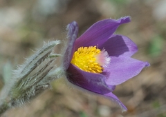 Pulsatilla halleri