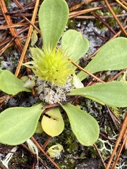 Polygala nana