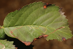 Lyonetia clerkella