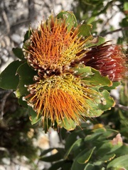 Leucospermum oleifolium