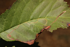 Lyonetia clerkella