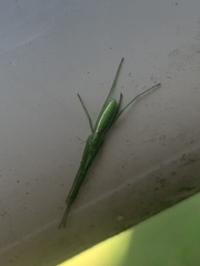 Tetragnatha viridis