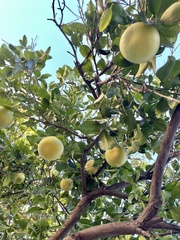 Citrus paridisi
