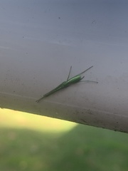 Tetragnatha viridis