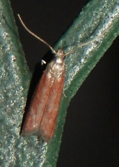 Varneria postremella