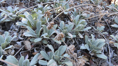 Salvia sonomensis