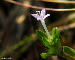 Spermacoce articularis