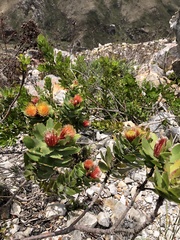 Leucospermum oleifolium