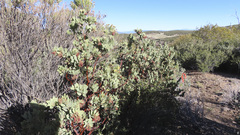 Arctostaphylos pringlei drupacea
