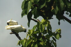 Cacatua sulphurea