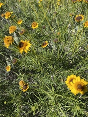Sidneya tenuifolia
