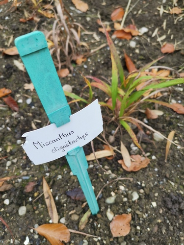 Miscanthus oligostachyus iNat (1)