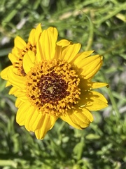 Sidneya tenuifolia