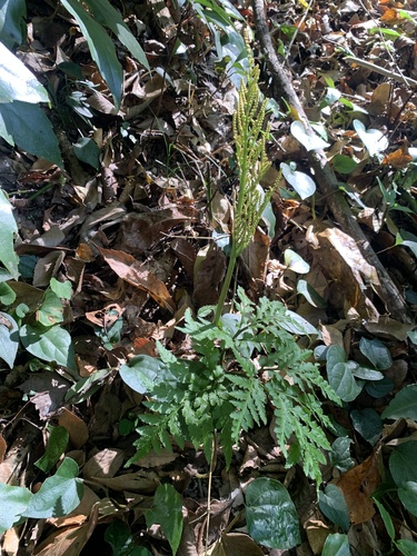 Botrychium japonicum iNat (1)