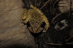 Ledge Treefrog photo 5