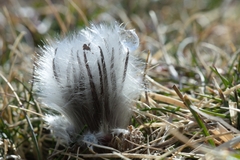 Pulsatilla halleri