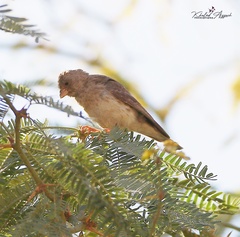 Crithagra leucopygia
