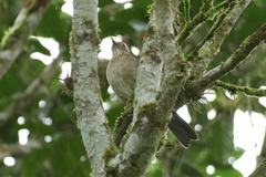 Turdus maculirostris