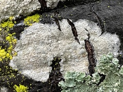 Lecanora