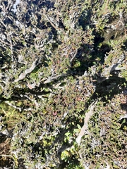 Rhododendron rubropilosum taiwanalpinum