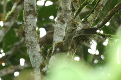 Turdus maculirostris