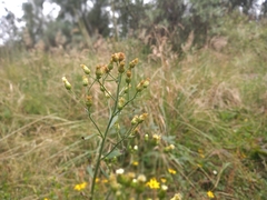 Heterotheca inuloides