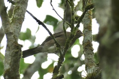 Turdus maculirostris