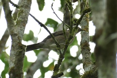 Turdus maculirostris