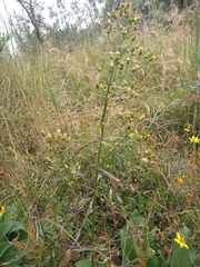 Heterotheca inuloides