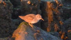Calidris minutilla