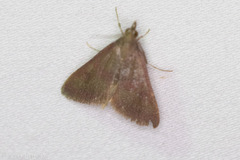 Pyrausta laticlavia
