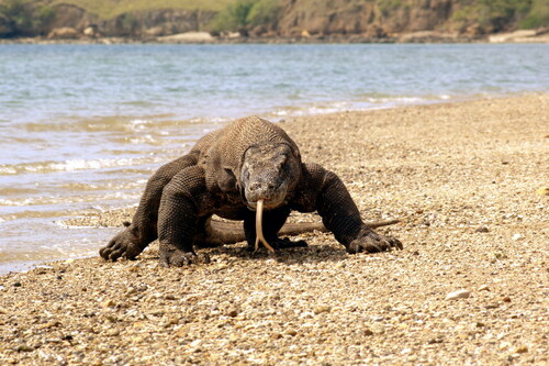 Komodo Dragon — seen at this dive site