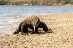 Varanus komodoensis