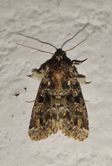 Callopistria latreillei
