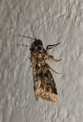 Callopistria latreillei